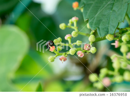 鮑魚舔多刺的蜂蜜 16376958