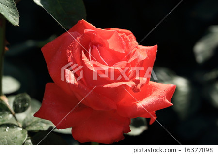 一滴水在一朵紅色玫瑰花 一滴水在一朵紅色玫瑰花 16377098