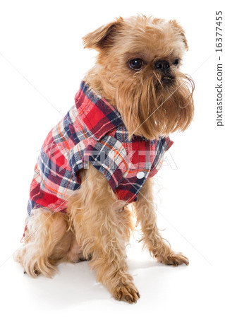 Dog  Brussels Griffon 16377455