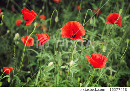 Red corn poppy (Papaver rhoeas) Red corn poppy (Papaver rhoeas) 16377458