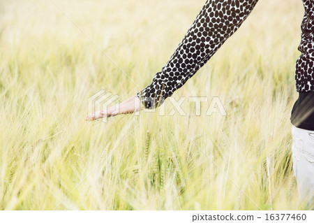 Woman walks in wheat field and touches the wheat cobs Woman walks in wheat field and touches the wheat cobs 16377460