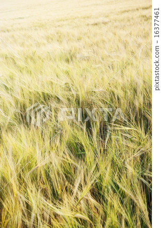 Wheat field in the sunset Wheat field in the sunset 16377461