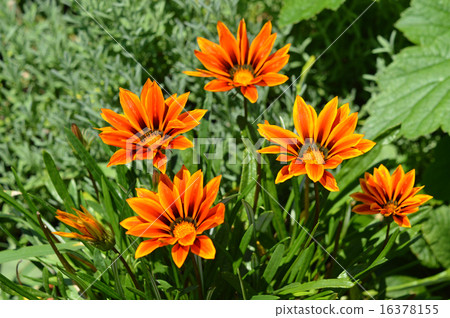 Gazania (medal chrysanthemum) 16378155
