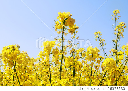 Colza field 16378580