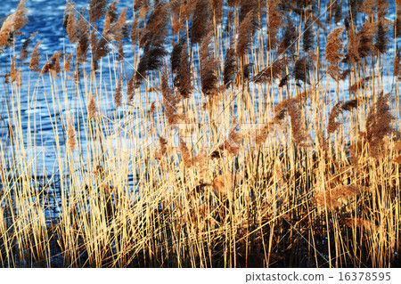 Reed 16378595