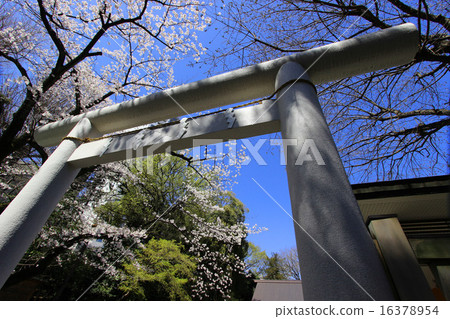 Cherry blossoms at Nogi Shrine 16378954