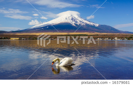White Swan with Mount Fuji, Yamanashi, Japan 16379081