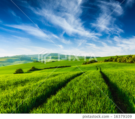 Rolling summer landscape 16379109