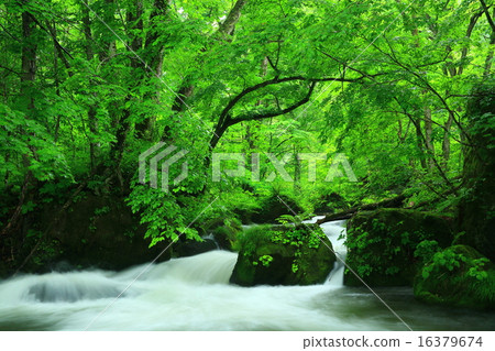 Asura的Oirase小河流程 16379674