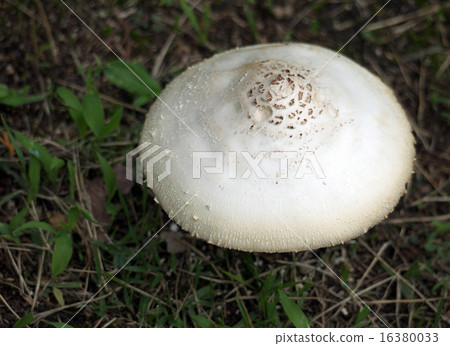 Oshilokarakasatake Oshilokarakasatake 16380033