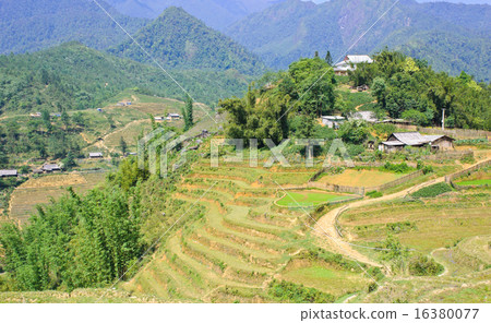 Rice terraced field,  Vietnam 16380077