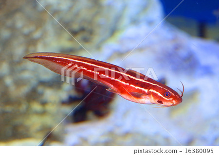 Gonzui 16380095