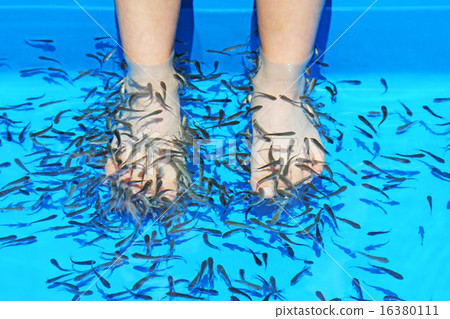 Gala Rufa (Galalfa) eating old dead skin cells 16380111