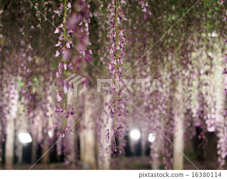 Wisteria 16380114