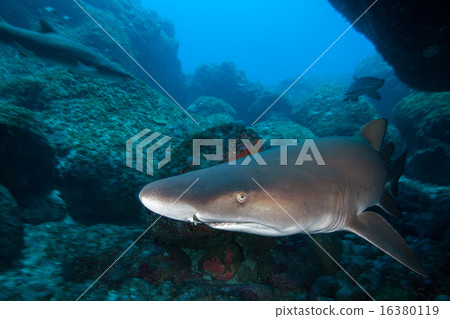 Shorohoni of the Ogasawara 16380119