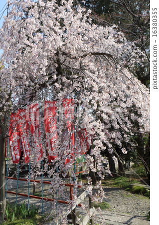 京都Hanayama Inari Shrine Oyuki Sakura 京都Hanayama Inari Shrine Oyuki Sakura 16380355