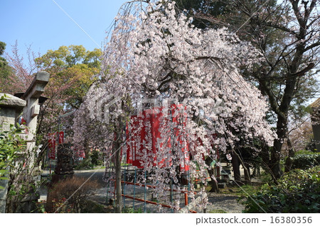 京都Hanayama Inari Shrine Oyuki Sakura 京都Hanayama Inari Shrine Oyuki Sakura 16380356