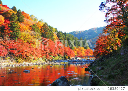 Autumn leaves of Korankei (Toyota City, Aichi Prefecture) Bright red autumn leaves reflected on the surface of the river Autumn leaves of Korankei (Toyota City, Aichi Prefecture) Bright red autumn leaves reflected on the surface of the river 16380427