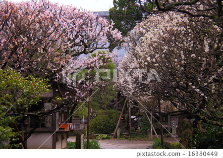 在梅花盛開的區域 在梅花盛開的區域 16380449