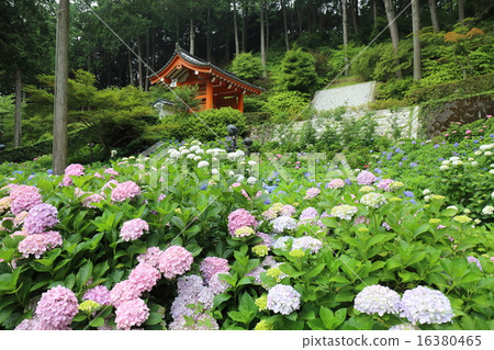 Miyu Muroto寺廟的八仙花屬在京都 Miyu Muroto寺廟的八仙花屬在京都 16380465