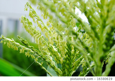 玉米花 玉米花 16380619