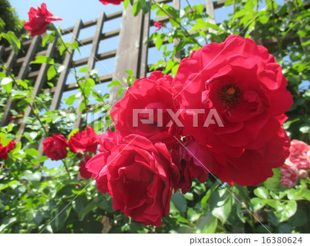 紅花 紅花 16380624