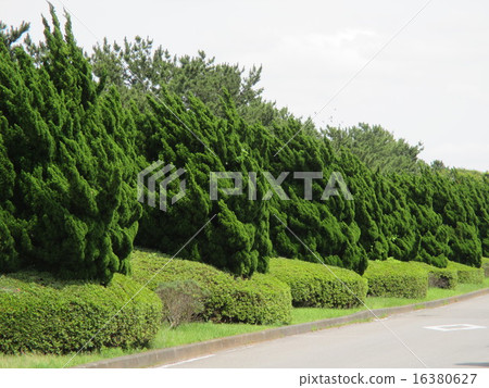準備好的道路和植被 準備好的道路和植被 16380627