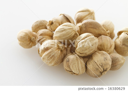 荳蔻果實 荳蔻果實 16380629