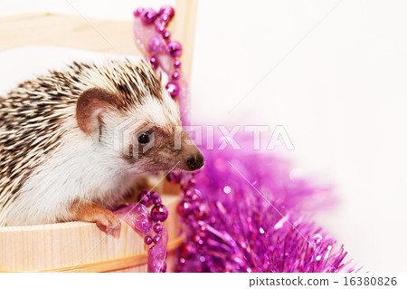 A cute little hedgehog A cute little hedgehog 16380826