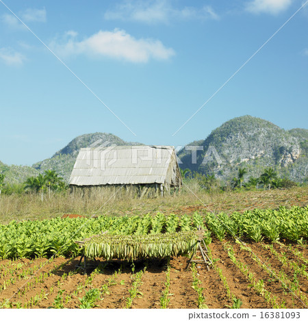 tobacco harvest, Pinar del Rio Province, Cuba tobacco harvest, Pinar del Rio Province, Cuba 16381093