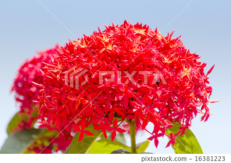 Beautiful Red Ixora flowers, Indian Jasmine. Beautiful Red Ixora flowers, Indian Jasmine. 16381223