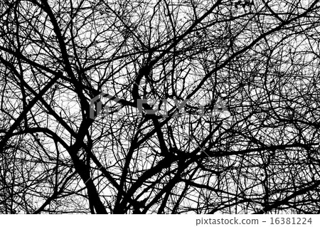tree branches isolated on the white background tree branches isolated on the white background 16381224