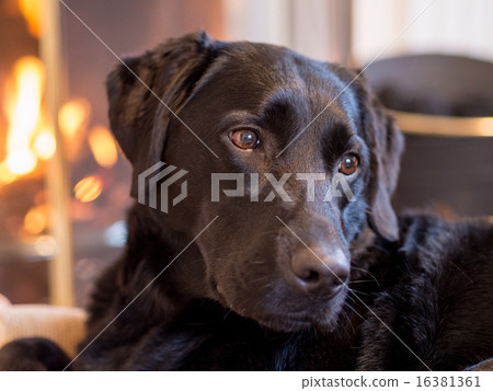 Relaxing in front of the warm fire of the fireplace, black Labrador Retriever 16381361