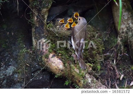女藍色和白色蒼蠅捕手 女藍色和白色蒼蠅捕手 16381572