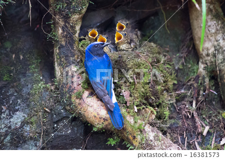 Female Blue and White Fly Catcher Female Blue and White Fly Catcher 16381573
