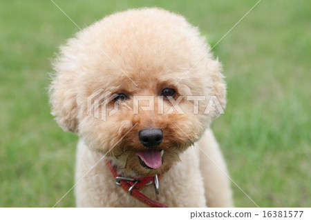 Dog 16381577