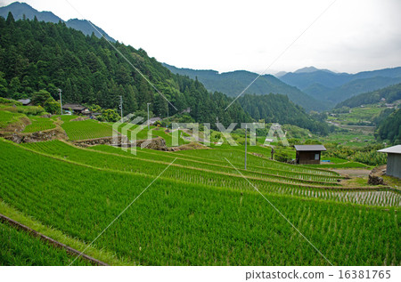 One thousand sheets of Yotsuya in Shinshiro-shi 16381765
