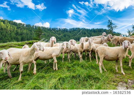 Transhumance of sheep in the mountains 16382536
