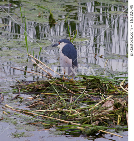 Black-crowned night heron is searching the food Black-crowned night heron is searching the food 16382649