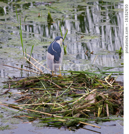 Funny black-crowned night heron Funny black-crowned night heron 16382650