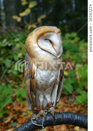 Owl on a branch 16383224