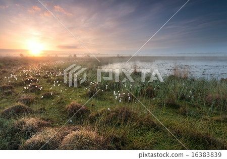 gold sunrise over swamp with cottongrass 16383839