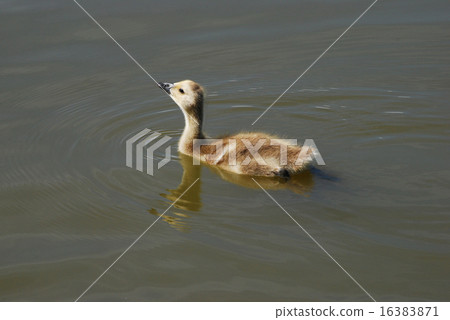 Canada Goose gosling swimming in lake 16383871