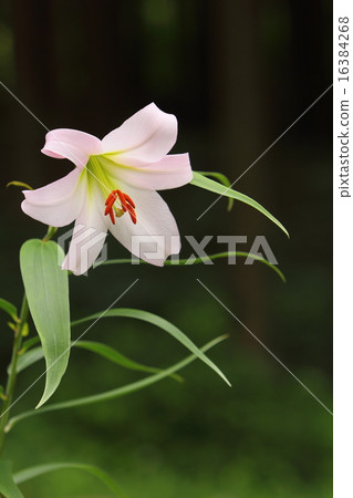 單輪笹織 單輪笹織 16384268