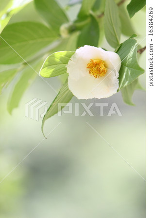Summer camellia 16384269