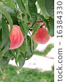 Peach fruit becoming peach farm 16384330