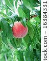 Peach fruit becoming peach farm 16384331