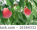 Peach fruit becoming peach farm 16384332