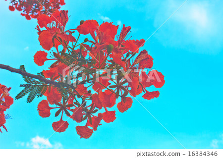 Peacock flowers on poinciana tree 16384346
