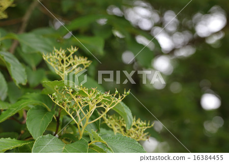 Blue fruits of the anemone fruit and sun leaves Blue fruits of the anemone fruit and sun leaves 16384455